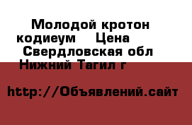Молодой кротон (кодиеум) › Цена ­ 100 - Свердловская обл., Нижний Тагил г.  »    
